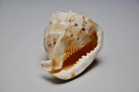 Open sea ​​shell Stock Photos