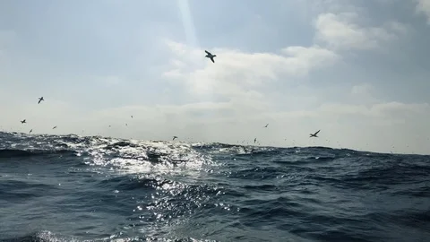 Open sea view from a boat Video stock 109166942