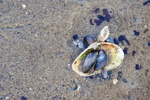Open seashell holding smaller shells on wet beach water edge Stock Photos