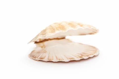 Open seashell Stock Photos