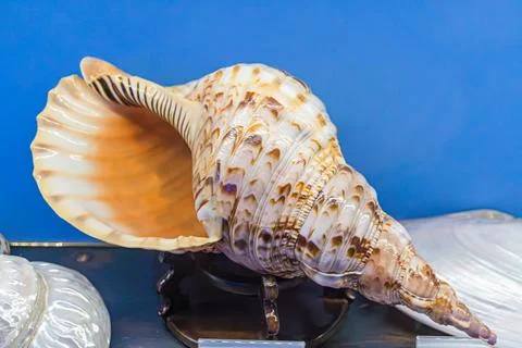 Open seashell with vibrant interior on dark background, showcasing textured p 스톡 사진