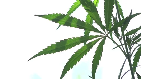 Open sheet of cannabis on a white back. Stock Footage 110908474