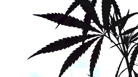 Open sheet of cannabis on a white back. Stock Footage 110908476