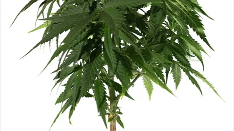 Open Sheet Of Cannabis On A White Back Stock Footage 135997543
