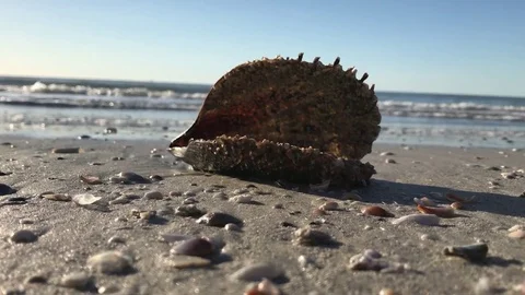 Open Shell on the Beach 스톡 동영상 72754480
