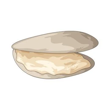 Open shell illustration Stock Illustration