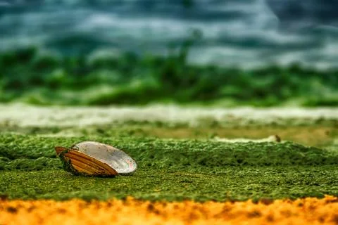 Open shell mussels oyster is on a sandy shore covered with green algae on sea Stock Photos