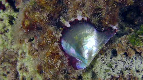 Open shell pearl oyster on stone seabed. Stock Footage 172218999