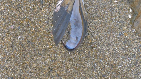 An open shell on the sand of the beach in Japan Stock Footage 128338877