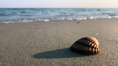 Open shell on sand in a beach in sunny day Stock Footage 81282577