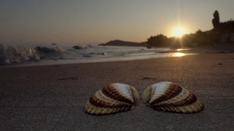 Open shell on sand in a beach in sunny day at sunset Stock Footage 81283870