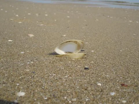 Open shell on the sand Stock Photos
