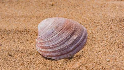 An open shell of a seashell lies on the sand Stock Photos