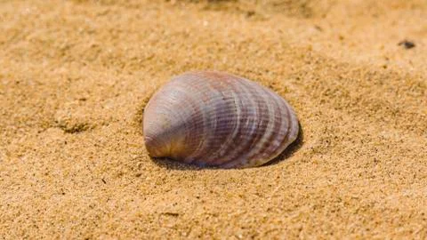 An open shell of a seashell lies on the sand Stock Photos