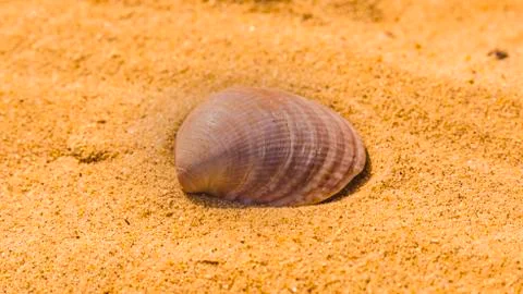 An open shell of a seashell lies on the sand Foto stock
