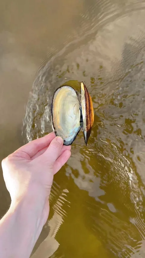 Open shell in a woman's hand against the flow of river water Stock Footage 289626358