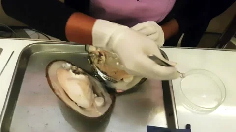Open the shells for cultured pearl Stock Footage 227089338