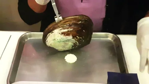 Open the shells for cultured pearl Stock Footage 227089396