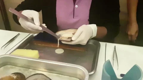 Open the shells for cultured pearl Stock Footage 227089609