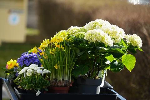 Open shop window outdoors of spring flowers in pots Stock Photos