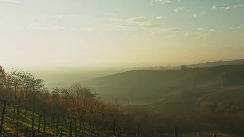 Open shot static vineyard hillside sunset Stock Footage 71209888