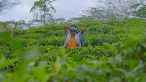 Open shot view of female worker picking tea leaves Stock-Footage 107212427
