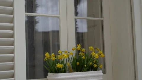Open shutter windows of an old building. A flower in a pot stands on the wind Stock Footage 256045777