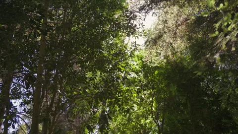 Open Sky Among Trees, sunrays coming through Stock Footage 319350906