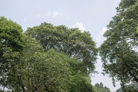 Open Sky Between Green Tree Crowns Stock Photos
