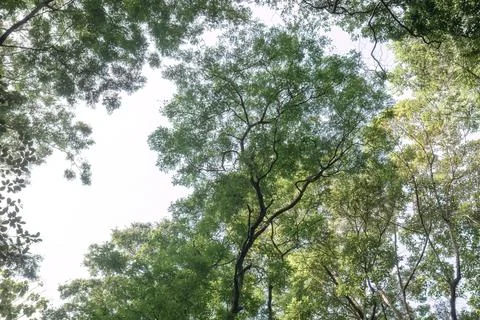 Open Sky View Beneath a Tall Tropical Forest Canopy Stock Photos