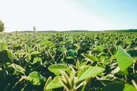 Open soybean field Stock Photos