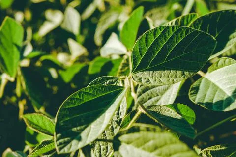 Open soybean field Stock Photos
