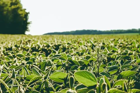 Open soybean field Stock Photos