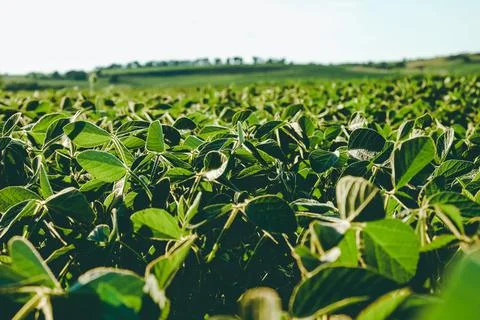 Open soybean field Stock Photos