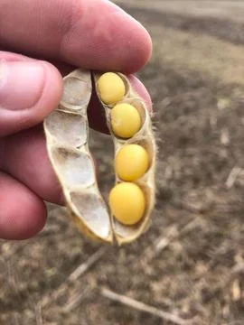 Open soybean pod Fotos de archivo