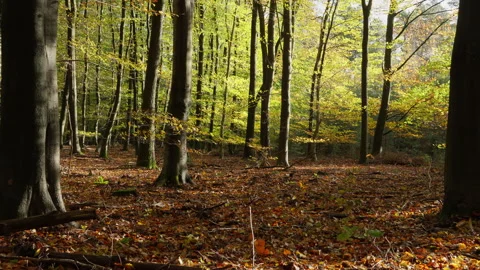 Open space in a beech forest at the start of autumn. Stock Footage 269138419