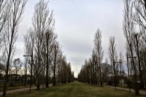 Open space bordered by bare cypresses in a park Fotos de archivo
