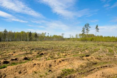 Open space in the forest after deforestation. Stock Photos