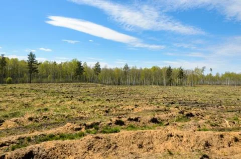 Open space in the forest after deforestation. Stock Photos