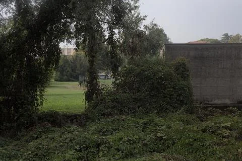 Open space in a garden framed by an arch made by a tree next to a metal fence Stock Photos