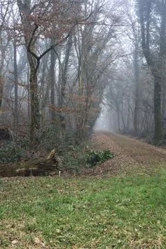 Open space with trails starting from it in a park on foggy day Stock Photos