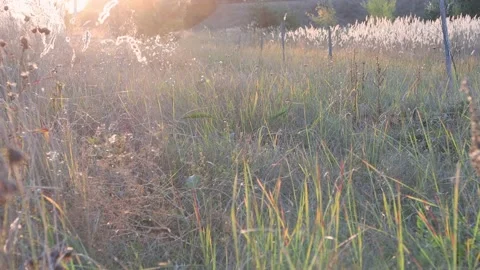 An open steppe section of the field where pampas grass grows. Stock Footage 161023769
