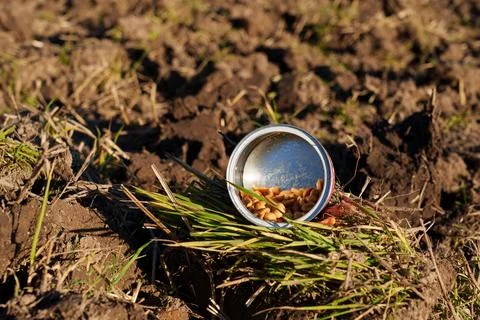 An open tin can with the remains of roasted peanuts lies on ploughed  soi Fotos de archivo