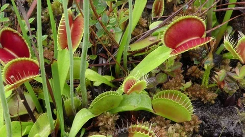 Open traps of Venus Flytrap (Dionaea muscipula) E USA Filmed in wild Stock Footage 71122976