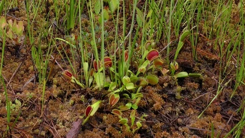 Open traps of Venus Flytrap (Dionaea muscipula) E USA Filmed in wild Stock Footage 71123279