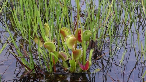 Open traps of the Venus Flytrap (Dionaea muscipula), N Carolina Stock Footage 76919042