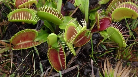 Open traps of the Venus Flytrap (Dionaea muscipula), N Carolina Stock Footage 76919215
