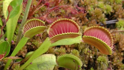 Open traps of the Venus Flytrap (Dionaea muscipula), N Carolina Stock Footage 76919528