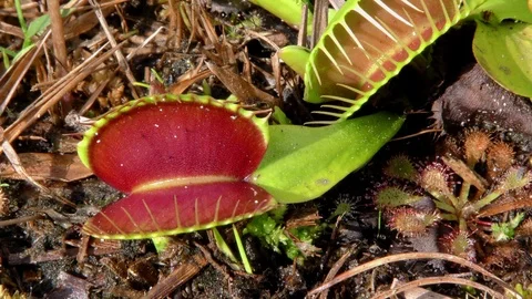 Open traps of the Venus Flytrap (Dionaea muscipula), N Carolina Stock Footage 76919624