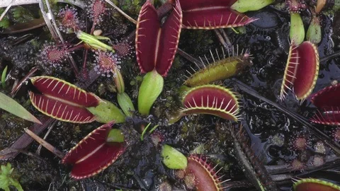 Open traps of the Venus Flytrap (Dionaea muscipula), SE USA Stock Footage 76970351